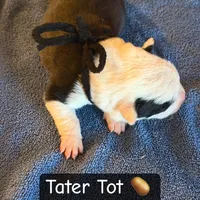 Tater Tot, a male Boston Terrier and Border Collie for sale in Platteville, WI – Photo 5 of 5