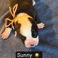Sunny, a male Boston Terrier and Border Collie for sale in Platteville, WI – Photo 5 of 5