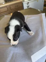 Sunny, a male Boston Terrier and Border Collie for sale in Platteville, WI – Photo 2 of 5