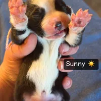 Sunny, a male Boston Terrier and Border Collie for sale in Platteville, WI – Photo 3 of 5
