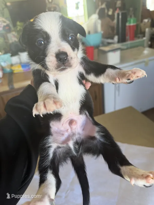 Sunny – Boston Terrier, Border Collie puppy for sale in Platteville, WI