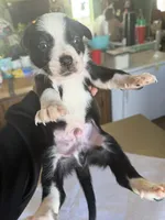 Sunny, a male Boston Terrier and Border Collie for sale in Platteville, WI – Photo 1 of 5