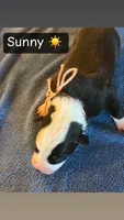 Sunny, a male Boston Terrier and Border Collie for sale in Platteville, WI – Photo 5 of 5