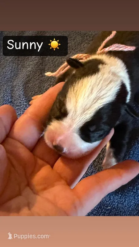 Sunny, a male Boston Terrier and Border Collie for sale in Platteville, WI – Photo 1 of 5