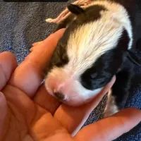 Sunny, a male Boston Terrier and Border Collie for sale in Platteville, WI – Photo 4 of 5