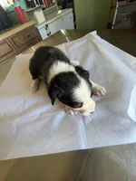 Bee, a female Boston Terrier and Border Collie for sale in Platteville, WI – Photo 4 of 5