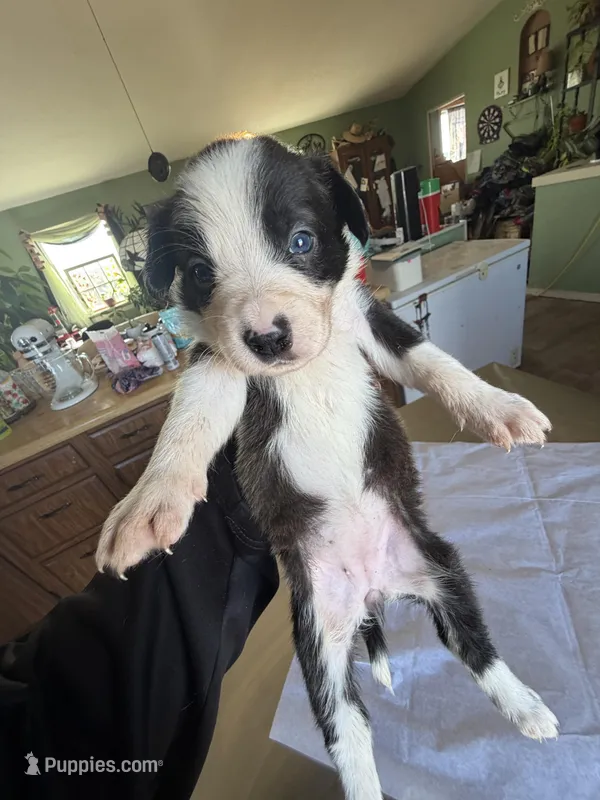 Bee – Boston Terrier, Border Collie puppy for sale in Platteville, WI