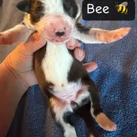 Bee, a female Boston Terrier and Border Collie for sale in Platteville, WI – Photo 1 of 5