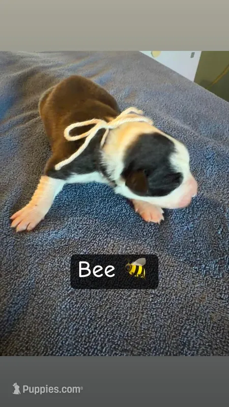 Bee, a female Boston Terrier and Border Collie for sale in Platteville, WI – Photo 1 of 3