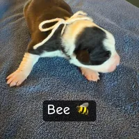 Bee, a female Boston Terrier and Border Collie for sale in Platteville, WI – Photo 3 of 5