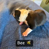 Bee, a female Boston Terrier and Border Collie for sale in Platteville, WI – Photo 5 of 5