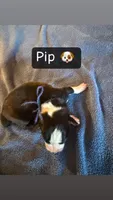 Pip, a male Boston Terrier and Border Collie for sale in Platteville, WI – Photo 3 of 3