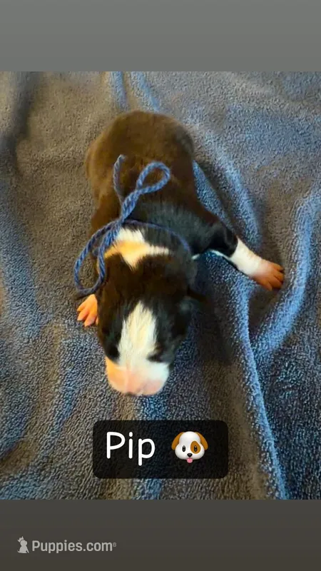 Pip, a male Boston Terrier and Border Collie for sale in Platteville, WI – Photo 1 of 3
