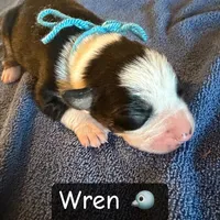 Wren, a male Boston Terrier and Border Collie for sale in Platteville, WI – Photo 5 of 5