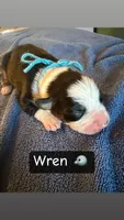 Wren, a male Boston Terrier and Border Collie for sale in Platteville, WI – Photo 3 of 3