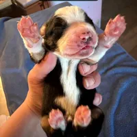 Wren, a male Boston Terrier and Border Collie for sale in Platteville, WI – Photo 3 of 5