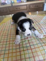 Wren, a male Boston Terrier and Border Collie for sale in Platteville, WI – Photo 2 of 5