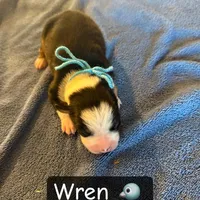 Wren, a male Boston Terrier and Border Collie for sale in Platteville, WI – Photo 4 of 5