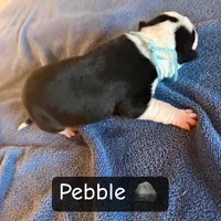 Pebble, a female Boston Terrier and Border Collie for sale in Platteville, WI – Photo 3 of 3