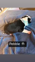 Pebble, a female Boston Terrier and Border Collie for sale in Platteville, WI – Photo 3 of 3
