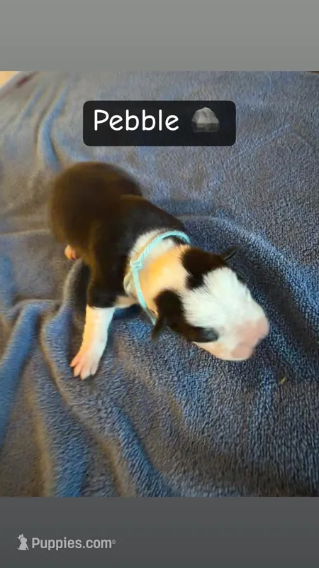 Pebble, a female Boston Terrier and Border Collie for sale in Platteville, WI – Photo 1 of 3