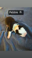 Pebble, a female Boston Terrier and Border Collie for sale in Platteville, WI – Photo 1 of 3