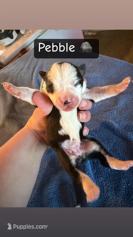 Pebble – Boston Terrier, Border Collie puppy for sale in Platteville, WI