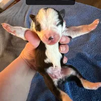 Pebble, a female Boston Terrier and Border Collie for sale in Platteville, WI – Photo 1 of 3