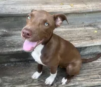 Tiggie, a female Bull Terrier and Labrador Retriever for sale in Central, SC – 2 of 2