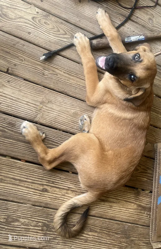 Big Foot – German Shepherd Dog puppy for sale in Central, SC