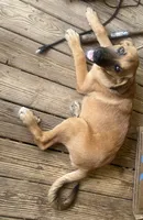 Big Foot, a male German Shepherd Dog for sale in Central, SC – 1 of 3