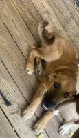 Big Foot, a male German Shepherd Dog for sale in Central, SC – 3 of 3
