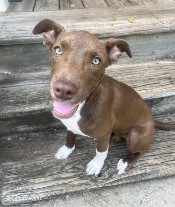 Tiggie – Bull Terrier, Labrador Retriever puppy for sale in Central, SC