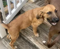 Big Foot, a male German Shepherd Dog for sale in Central, SC – 2 of 3