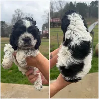 Bach, a male Cocker Spaniel for sale in Shreveport, LA – Photo 1 of 6