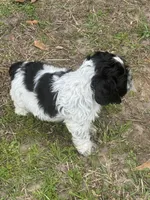 Bach, a male Cocker Spaniel for sale in Shreveport, LA – Photo 3 of 6