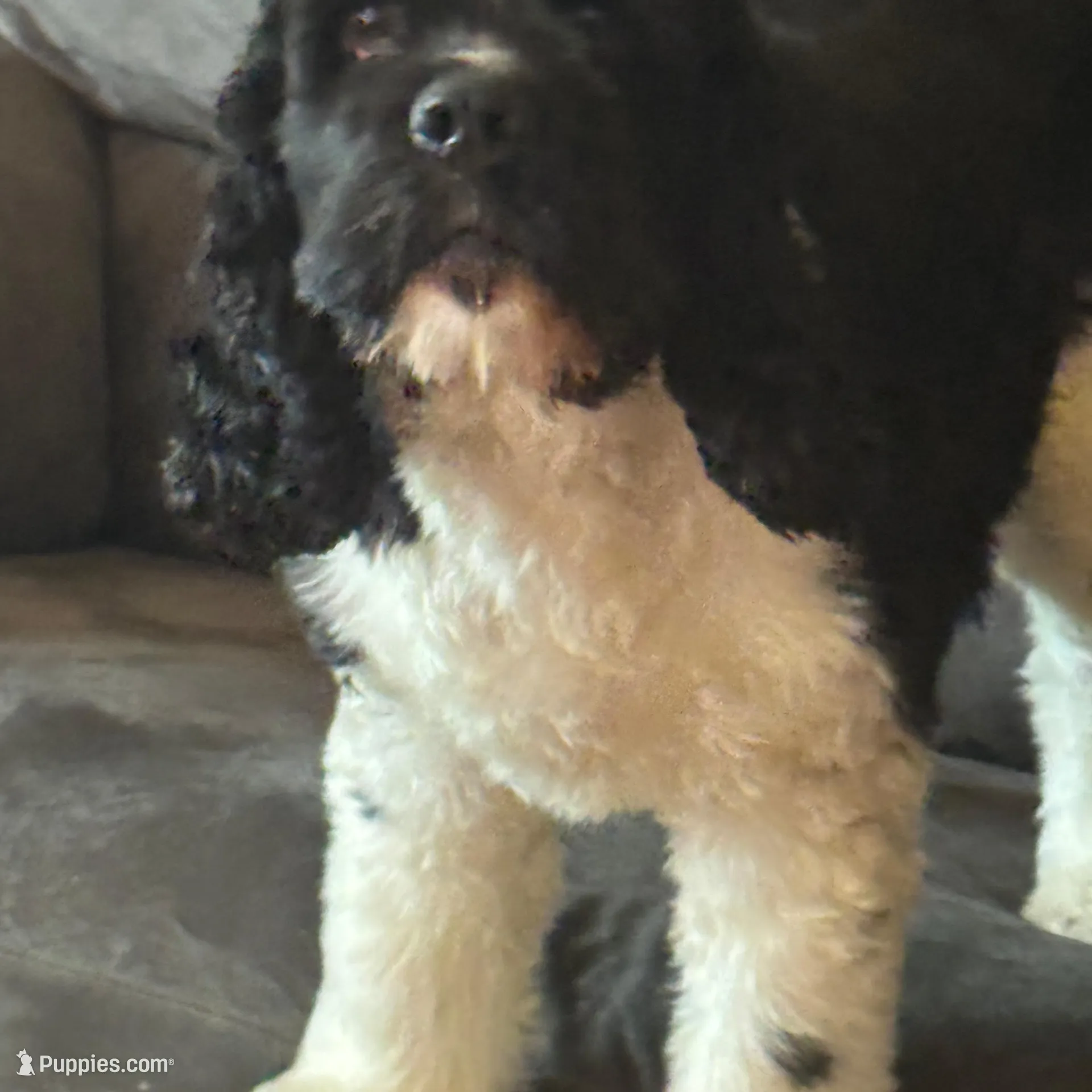 Bach, a male Cocker Spaniel for sale in Shreveport, LA – Photo 5 of 6
