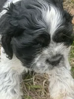 Bach, a male Cocker Spaniel for sale in Shreveport, LA – Photo 2 of 6