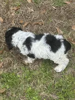 Bach, a male Cocker Spaniel for sale in Shreveport, LA – Photo 4 of 6