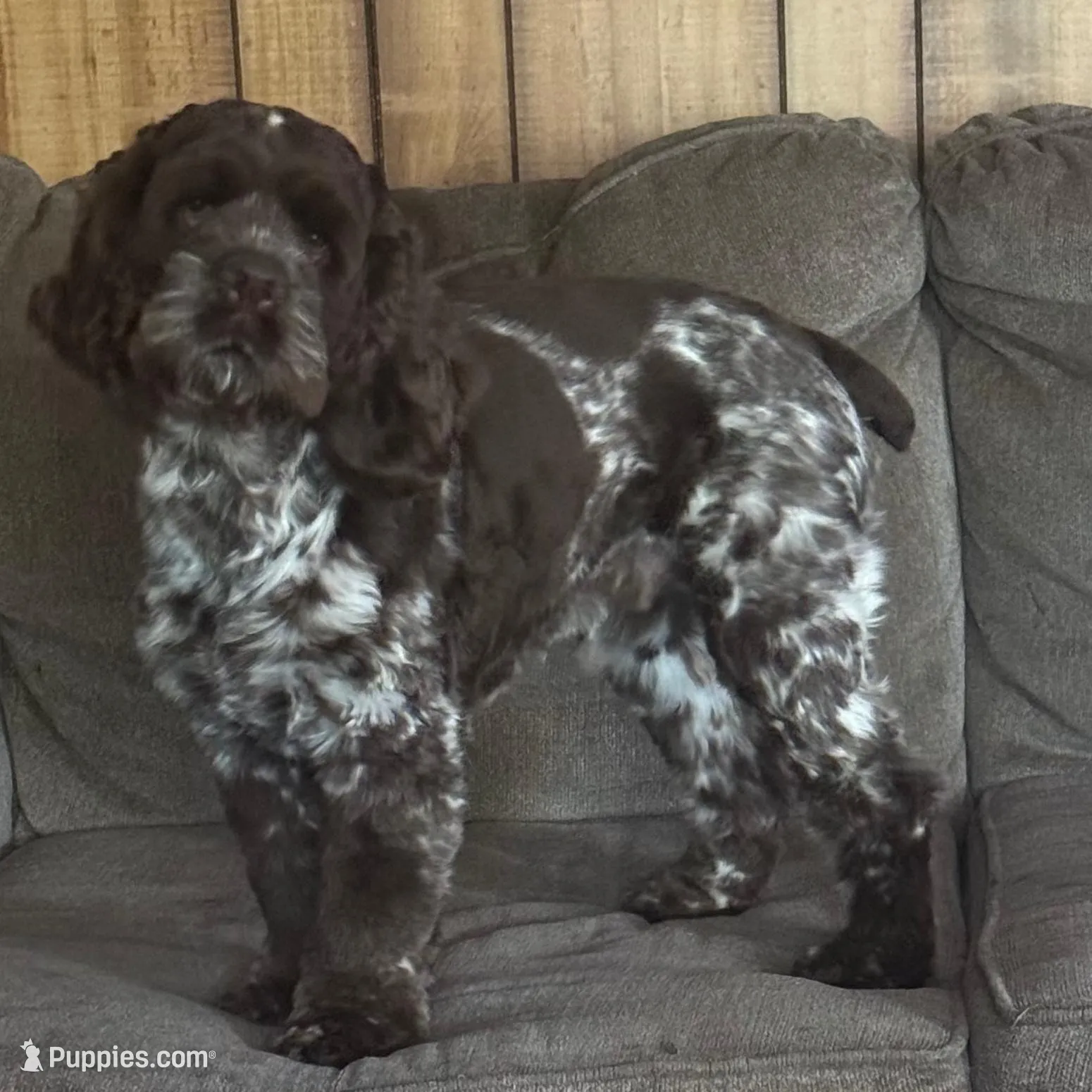 Bach, a male Cocker Spaniel for sale in Shreveport, LA – Photo 6 of 6