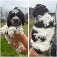 Beach, a female Cocker Spaniel for sale in Shreveport, LA – Photo 1 of 4