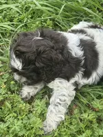 Beach, a female Cocker Spaniel for sale in Shreveport, LA – Photo 3 of 4