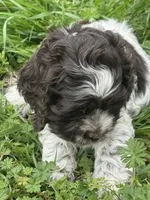 Beach, a female Cocker Spaniel for sale in Shreveport, LA – Photo 2 of 4