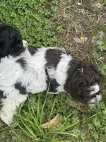 Beach, a female Cocker Spaniel for sale in Shreveport, LA – Photo 4 of 4