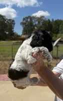 Female 2 , a female Cocker Spaniel for sale in Shreveport, LA – 5 of 7