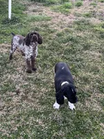 Female 2 , a female Cocker Spaniel for sale in Shreveport, LA – 6 of 7