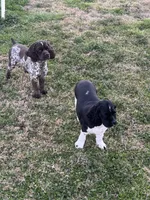 Male , a male Cocker Spaniel for sale in Shreveport, LA – 7 of 7