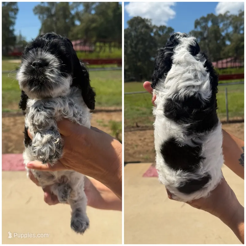 Male  – Cocker Spaniel puppy for sale in Shreveport, LA