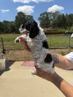 Male , a male Cocker Spaniel for sale in Shreveport, LA – 4 of 7