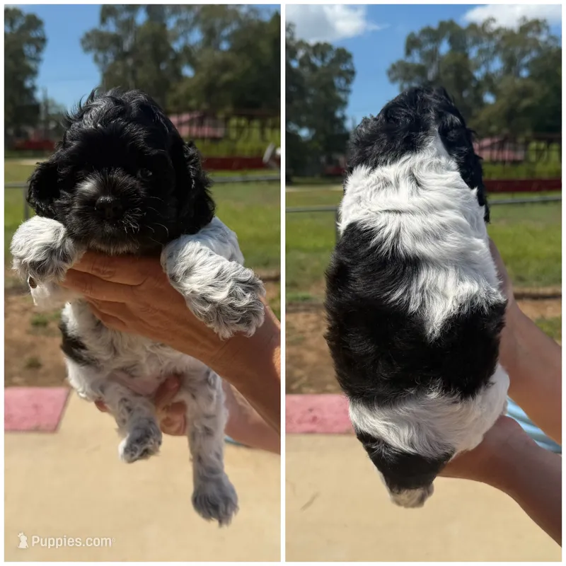 Female 2  – Cocker Spaniel puppy for sale in Shreveport, LA